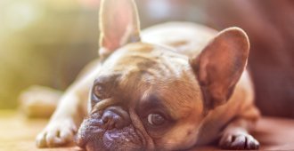 Providing for Your Pet’s Future Without You in Your Will