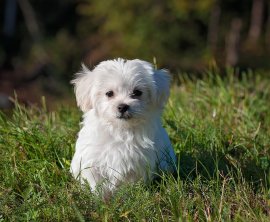 Dealing with Pets and Chattels on Separation or Divorce