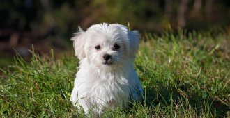 Dealing with Pets and Chattels on Separation or Divorce